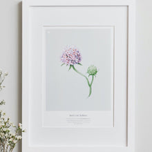 Load image into Gallery viewer, DEVILS-BIT SCABIOUS PRINT