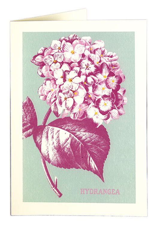 Hydrangea The Present House Company