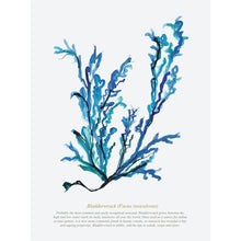 Load image into Gallery viewer, Bladderwrack Watercolour Print