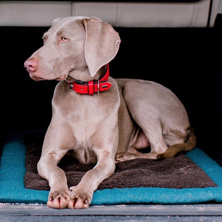 Luxury Dog Travel Bed - Pacific Blue