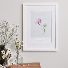 Load image into Gallery viewer, DEVILS-BIT SCABIOUS PRINT
