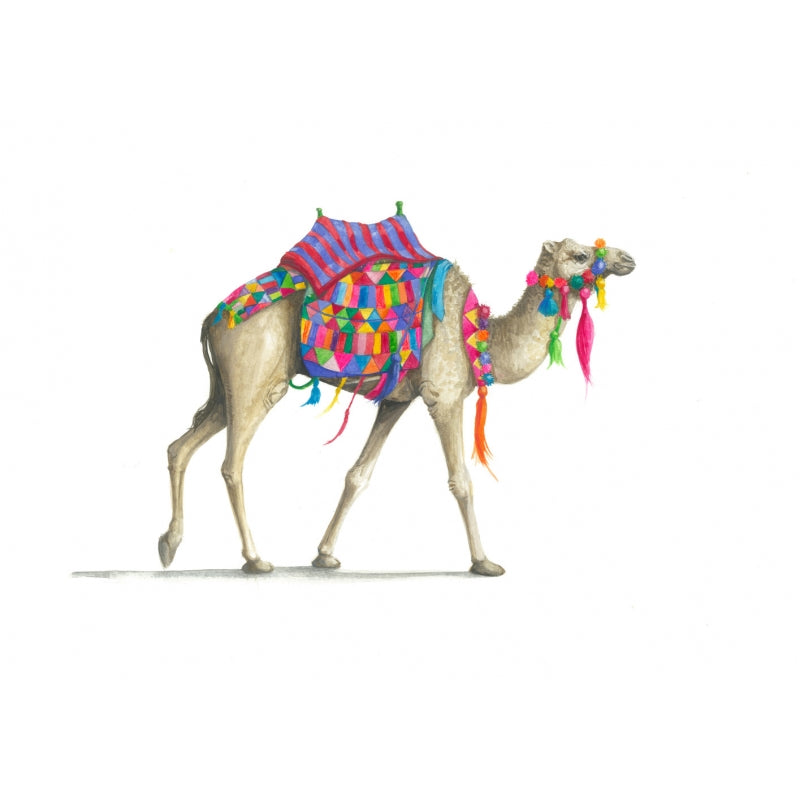 Colourful Camel - (Limited Edition of 100) Killy & Co