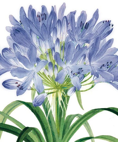 National History Museum - Agapanthus