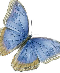 National History Museum - Blue Butterfly