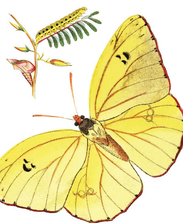 National History Museum - Cloudless Sulpher Butterfly