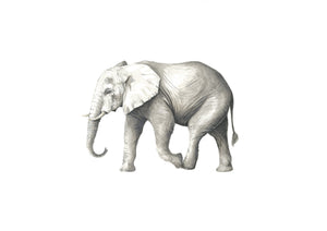 Elephant - (Limited Edition of 100) Killy & Co