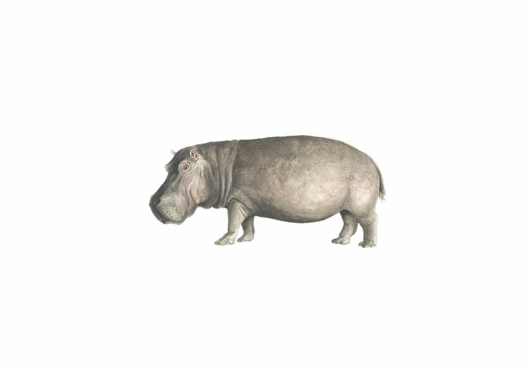 Hippo - (Limited Edition of 100) Killy & Co