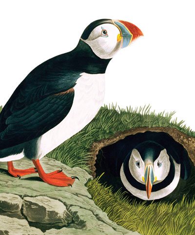 National History Museum - Puffins