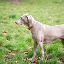 Load image into Gallery viewer, Leather Dog Collar - Light Grey
