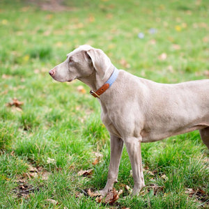 Leather Dog Collar - Light Grey